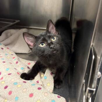 Tater -  Domestic Short Hair Cat for Adoption in Beaumont, Texas - Tater | PetCurious