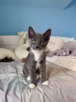 Domestic Short Hair Cats Available for Adoption in Ramsey, New Jersey - Oreo  | PetCurious