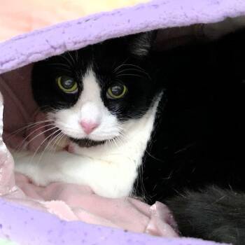 Trouble -  Domestic Short Hair Cat Available for Adoption in Michigan City, Indiana - Trouble | PetCurious
