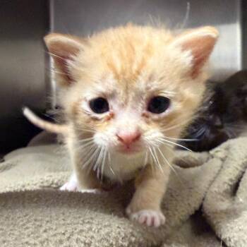 Karma -  Domestic Short Hair Cat for Adoption in Cody, Wyoming - Karma | PetCurious