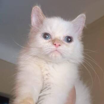 Rescue Ragdoll and Burmilla Cats for Adoption in Brampton, Ontario - Marly | PetCurious