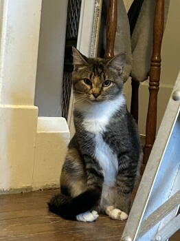 Rescue Domestic Short Hair Cats for Adoption in Ellicott City, Maryland - Buttercup Aka Blinkie | PetCurious