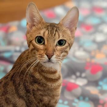 Kayla -  Bengal and Domestic Short Hair Cat for Adoption in Irvine, California - Kayla | PetCurious