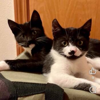 Fern -  Domestic Short Hair Cat for Adoption in Cathlamet, Washington - Fern | PetCurious