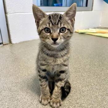 Gopher -  Domestic Short Hair Cat Available for Adoption in Carencro, Louisiana - Gopher | PetCurious
