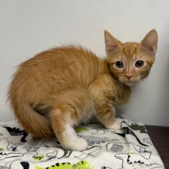 Weevil -  Domestic Short Hair Cat for Adoption in West Palm Beach, Florida - Weevil | PetCurious