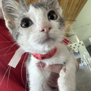 Darla -  Domestic Medium Hair Cat for Adoption in Leander, Texas - Darla | PetCurious