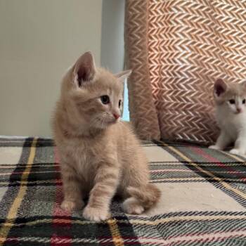 Simba -  Domestic Short Hair Cat for Adoption in Lyle, Minnesota - Simba | PetCurious