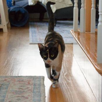 Kirara -  Domestic Short Hair Cat for Adoption in Lunenburg, Massachusetts - Kirara | PetCurious