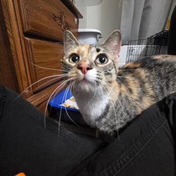 Domestic Short Hair Cats Available for Adoption in West Olive, Michigan - Fire Truck | PetCurious