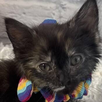 Sherbert -  Domestic Short Hair Cat for Adoption in Harrisonburg, Virginia - Sherbert | PetCurious