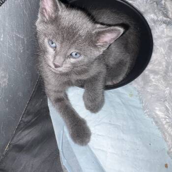 Domestic Short Hair Cats Available for Adoption in Mastic, New York - Wolf | PetCurious