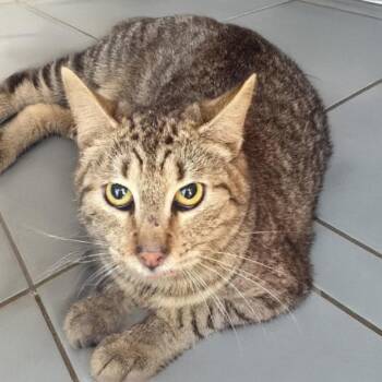 Domestic Short Hair Cats Available for Adoption - Sashimi | PetCurious