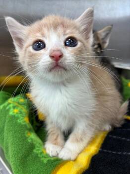 Domestic Short Hair Cats Available for Adoption in Hartsville, South Carolina - Sandy | PetCurious