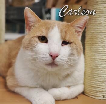 Rescue Domestic Short Hair Cats for Adoption in Middle Township, New Jersey - Carlson | PetCurious