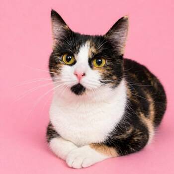 Domestic Short Hair Cats Available for Adoption in Concord, North Carolina - April | PetCurious