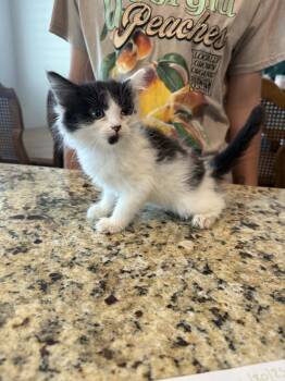 Rescue Domestic Long Hair Cats for Adoption in Visalia, California - Ichiyo | PetCurious