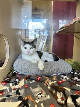 DOJA -  Domestic Short Hair Cat for Adoption in Frisco, Colorado - DOJA | PetCurious