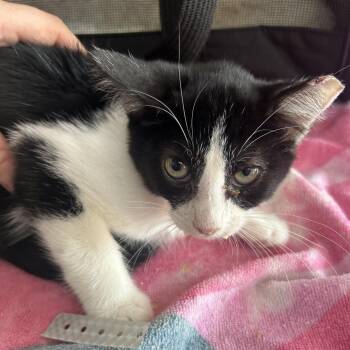 Skyler -  Domestic Short Hair Cat for Adoption in West Point, Mississippi - Skyler | PetCurious