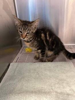 Warm Waylon -  Domestic Short Hair Cat for Adoption in Fairfax, Virginia - Warm Waylon | PetCurious
