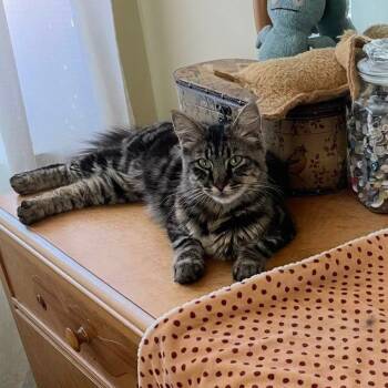 Rescue Domestic Long Hair Cats for Adoption in Garden Grove, California - Juley | PetCurious