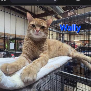Wally -  Domestic Short Hair Cat for Adoption in Centerville, Georgia - Wally | PetCurious