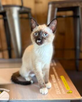 Emerson -  Siamese Cat for Adoption in Marion, Indiana - Emerson | PetCurious