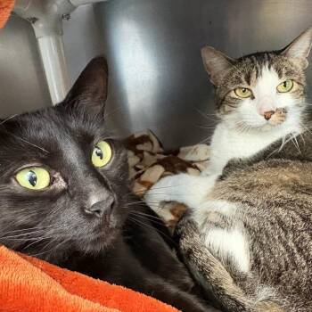 Maisie -  Domestic Short Hair Cat for Adoption in Brockton, Massachusetts - Maisie | PetCurious