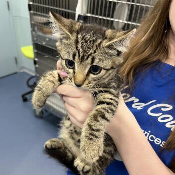 CashApp -  Domestic Short Hair Cat for Adoption in Greensboro, North Carolina - CashApp | PetCurious