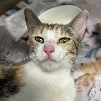 Uliana -  Domestic Short Hair Cat for Adoption in Charleston, West Virginia - Uliana | PetCurious