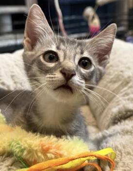 Linus-Vanpelt Peanuts -  Tabby and Domestic Short Hair Cat for Adoption in Chandler, Arizona - Linus-Vanpelt Peanuts | PetCurious