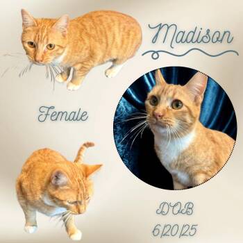 Madison -  Domestic Short Hair Cat for Adoption in Caldwell, Texas - Madison | PetCurious