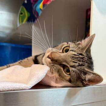 Oliver -  Domestic Short Hair Cat for Adoption in Cedaredge, Colorado - Oliver | PetCurious