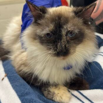 Rescue Domestic Long Hair Cats for Adoption in Murray, Utah - Baby | PetCurious