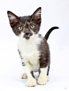 Betty -  Domestic Short Hair Cat for Adoption in Morton Grove, Illinois - Betty | PetCurious
