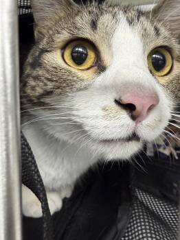 Domestic Medium Hair Cats Available for Adoption in Saint Paul, Minnesota - Ghost | PetCurious
