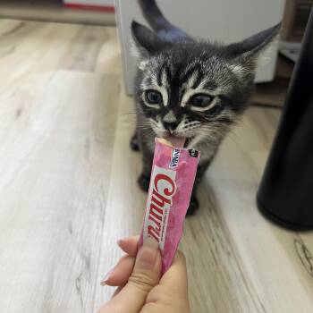 Blueberry -  Domestic Short Hair Cat for Adoption in Davis, California - Blueberry | PetCurious