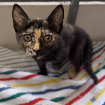 Lucy -  Domestic Short Hair Cat for Adoption in Goleta, California - Lucy | PetCurious