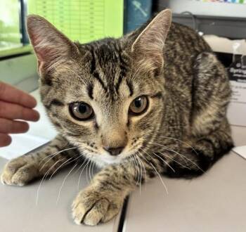 *Chevron* -  Domestic Short Hair Cat for Adoption in Salt Lake City, Utah - *Chevron* | PetCurious