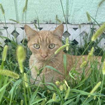 Richard -  Domestic Short Hair Cat for Adoption in West Point, Mississippi - Richard | PetCurious