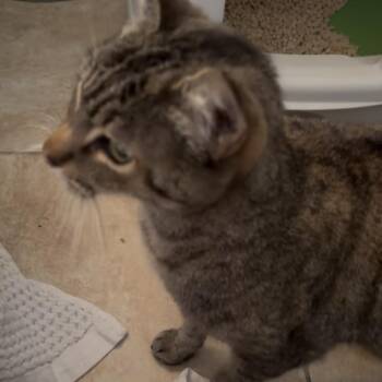 Domestic Short Hair Cats Available for Adoption - Penelope | PetCurious