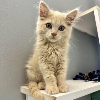 Copperfield KC -  Domestic Long Hair Cat for Adoption in Union, Missouri - Copperfield KC | PetCurious