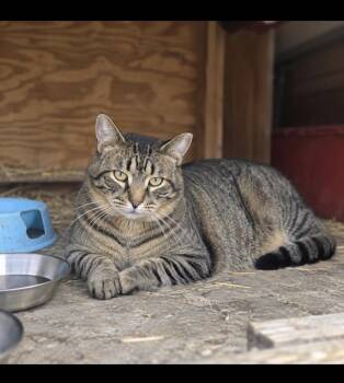 Buster -  Tabby Cat for Adoption in Copley, Ohio - Buster | PetCurious