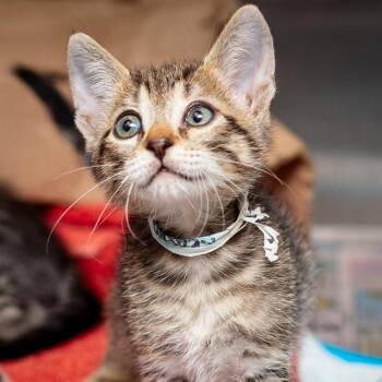 Keaton -  Domestic Short Hair Cat for Adoption in Hattiesburg, Mississippi - Keaton | PetCurious