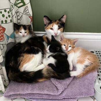 Lemonade (Petco) -  Domestic Short Hair Cat for Adoption in West Olive, Michigan - Lemonade (Petco) | PetCurious