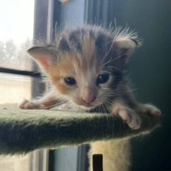 Jessie -  Domestic Short Hair Cat for Adoption in Harlingen, Texas - Jessie | PetCurious