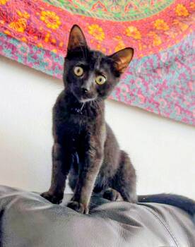 Rescue Domestic Short Hair Cats for Adoption in Montreal, Quebec - Equinox | PetCurious