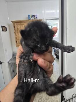 Hail -  Domestic Short Hair Cat for Adoption in Glenfield, New York - Hail | PetCurious