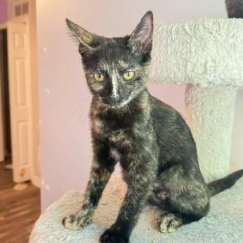Jasmine -  Domestic Short Hair Cat for Adoption in Hudsonville, Michigan - Jasmine | PetCurious