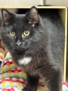 Petsmart- Kristoff -  Domestic Medium Hair Cat for Adoption in Middle Township, New Jersey - Petsmart- Kristoff | PetCurious